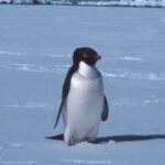 I pinguini di Adélie approffittano dei mutamenti climatici